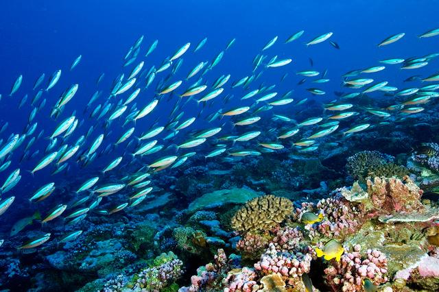 1762138413423365.jpg 海洋生態(tài)系統(tǒng).jpg