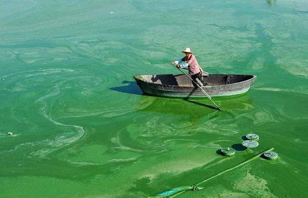 1768962710901446.jpg “水華”現(xiàn)象.jpg